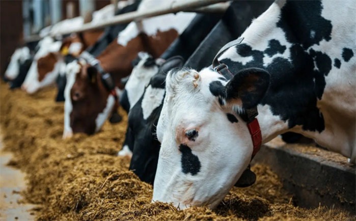 چالش های تامین نهاده های دامی در عرصه های تولید و واردات چالش های تامین نهاده های دامی در عرصه های تولید و واردات