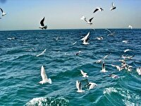 پیش بینی وضعیت جوی، دریایی و دمایی هرمزگان ۸ آبان