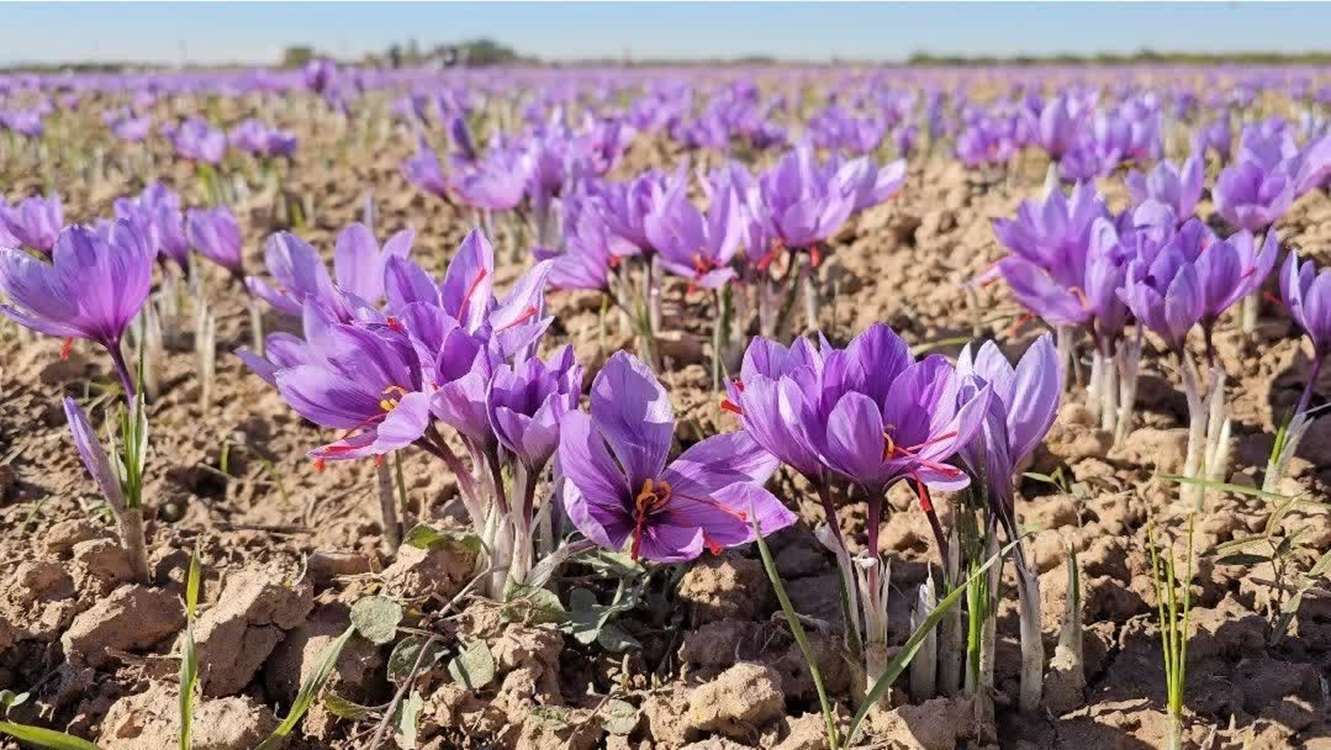 جایگزینی کشت و آبیاری هوشمند برای مقابله با خشکسالی در ماهنشان