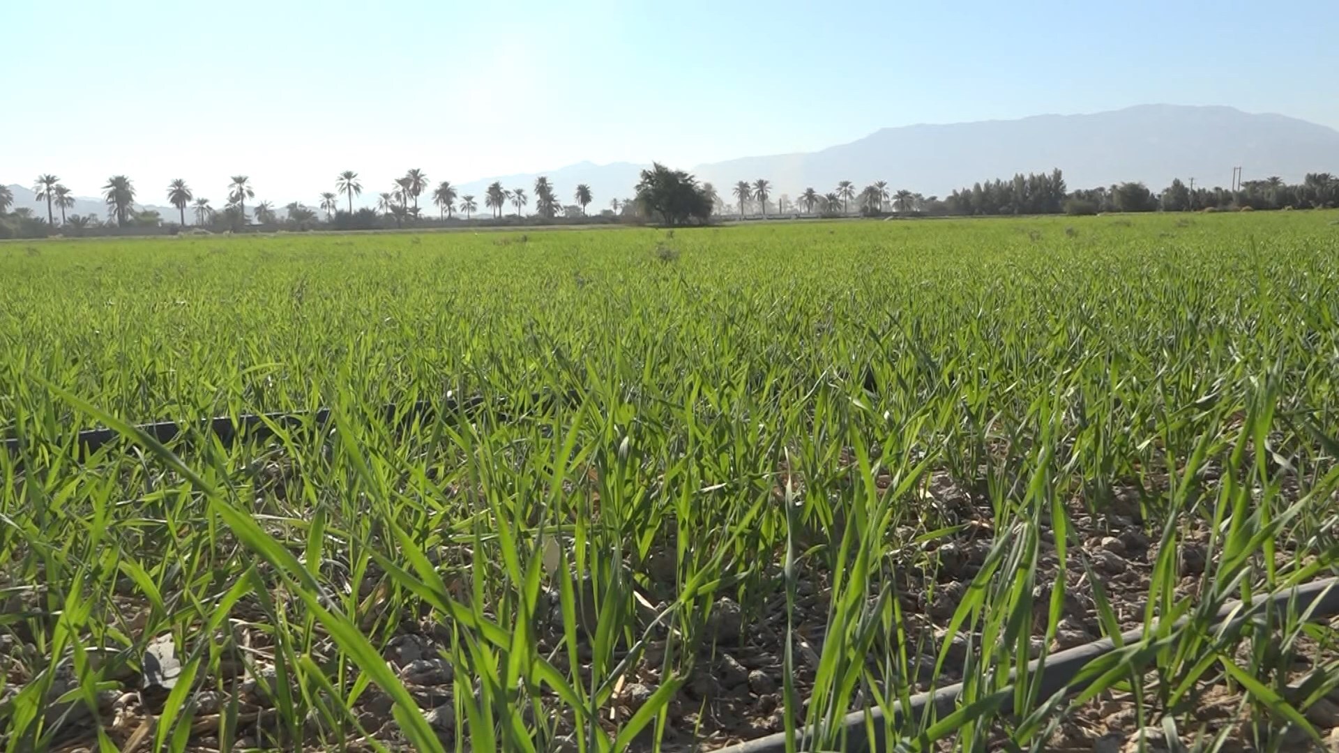 کاشت گندم در دو هزار هکتار از زمین‌های کشاورزی حاجی آباد