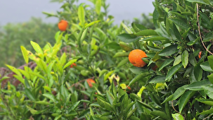 حال خوب گیلان با بارش باران