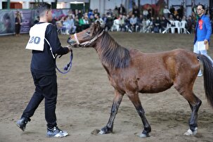 ظرفیت اسب کاسپین برای تبدیل شدن به برند بین‌المللی