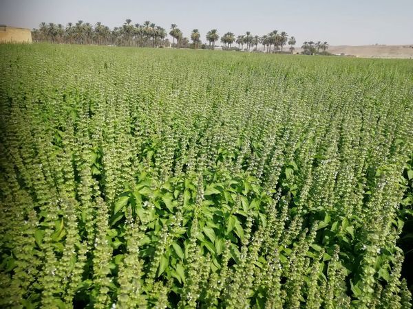 برداشت ریحان در فسا برداشت ریحان در فسا