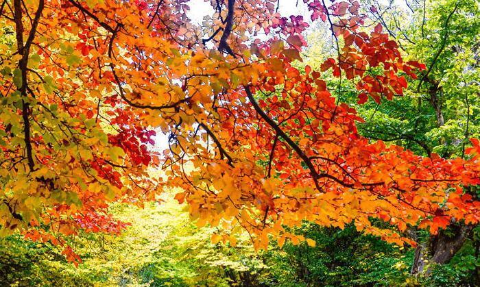 هوای گیلان امروز و فردا در بیشتر ساعات پایدار است