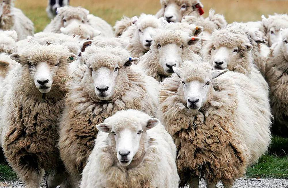 اختصاص بیش از ۴ هزار میلیارد ریال تسهیلات به بخش پرواربندی خوزستان اختصاص بیش از ۴ هزار میلیارد ریال تسهیلات به بخش پرواربندی خوزستان