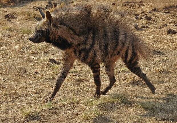 گونه کفتار راهراه در ضمیمه دو سایتیس قرار گرفت گونه کفتار راهراه در ضمیمه دو سایتیس قرار گرفت