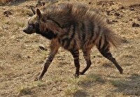 گونه کفتار راه‌راه در ضمیمه دو سایتیس قرار گرفت