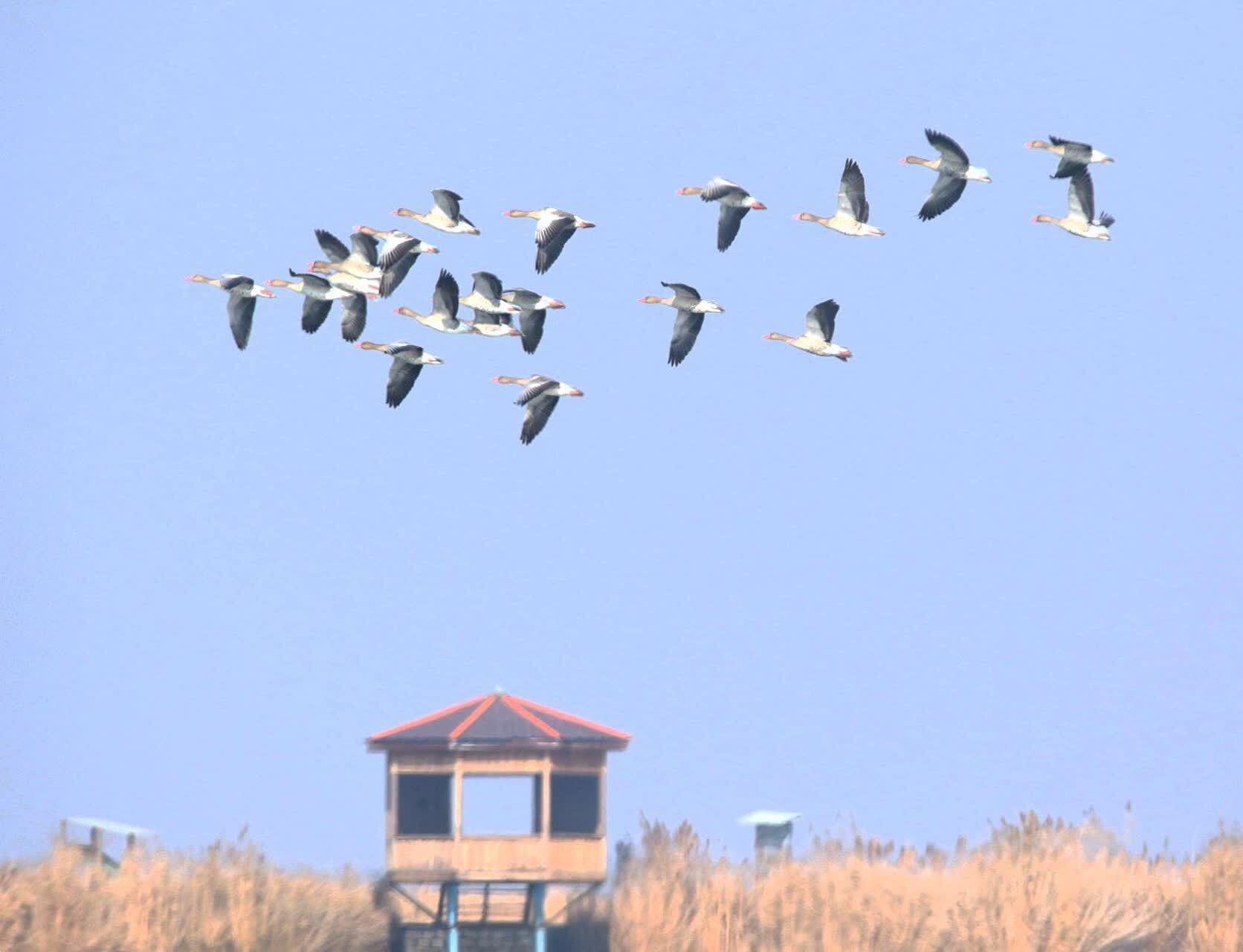 حال خوش تالاب‌های شهرستان نقده