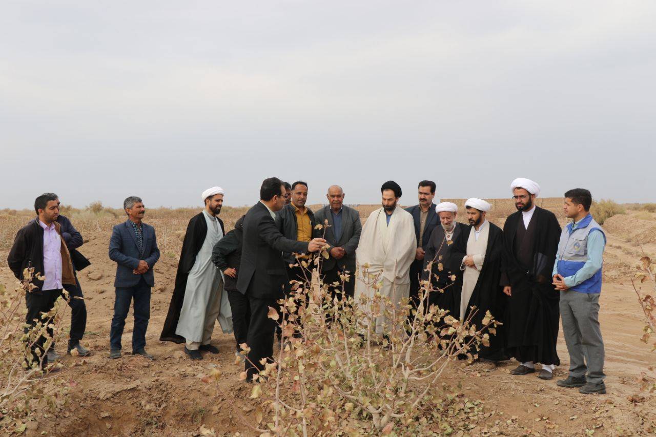 وقف ۷۰ اصله درخت پسته در مه ولات وقف ۷۰ اصله درخت پسته در مه ولات