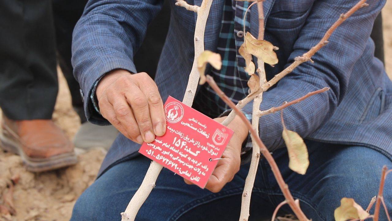 وقف ۷۰ اصله درخت پسته در مه ولات وقف ۷۰ اصله درخت پسته در مه ولات