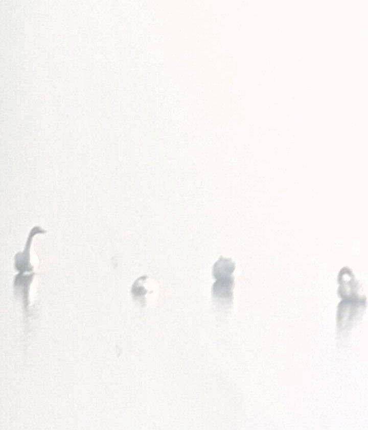 ورود نخستین دسته قوهای مهاجر به تالاب سولدوز نقده ورود نخستین دسته قوهای مهاجر به تالاب سولدوز نقده