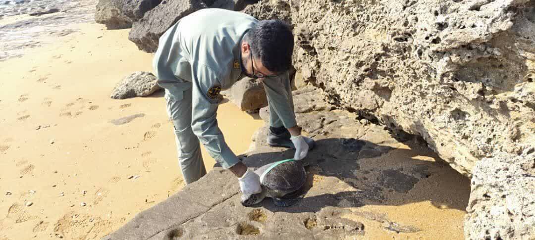 تلف شدن چهار لاکپشت پوزهعقابی در سواحل قشم تلف شدن چهار لاکپشت پوزهعقابی در سواحل قشم