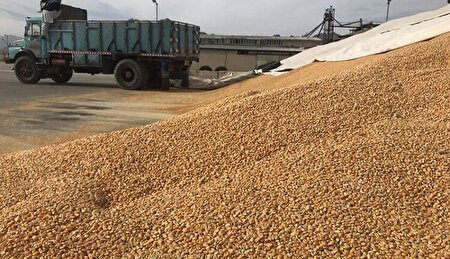 دامداران و مرغداران تأخیر ۱۵ روزه در تحویل نهاده را گزارش کنند