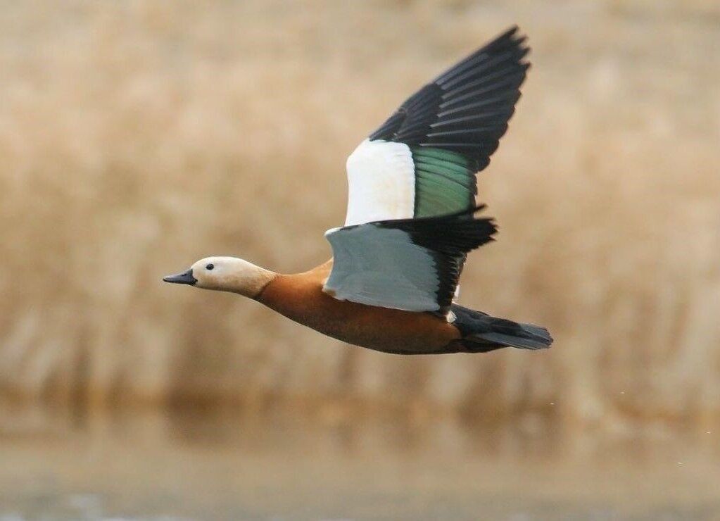 ورود نخستین آنقوت‌های سیبری به تالاب سولدوز همزمان با سرد شدن هوا