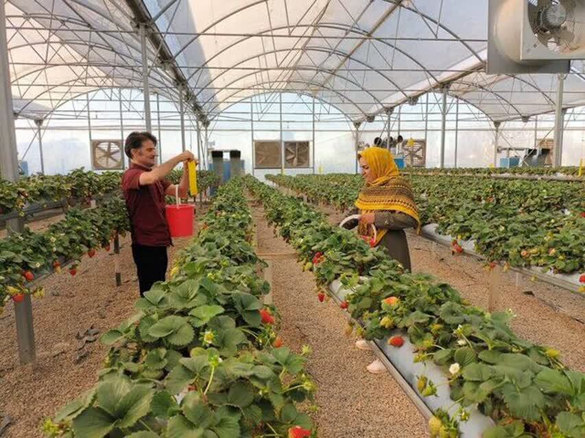 هشدار جدی به گلخانه‌داران آذربایجان‌غربی هم‌زمان با کاهش دما