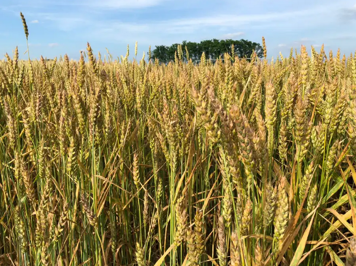 اجرای موفق کشت انتظاری گندم در توت‌علیا سردشت دزفول