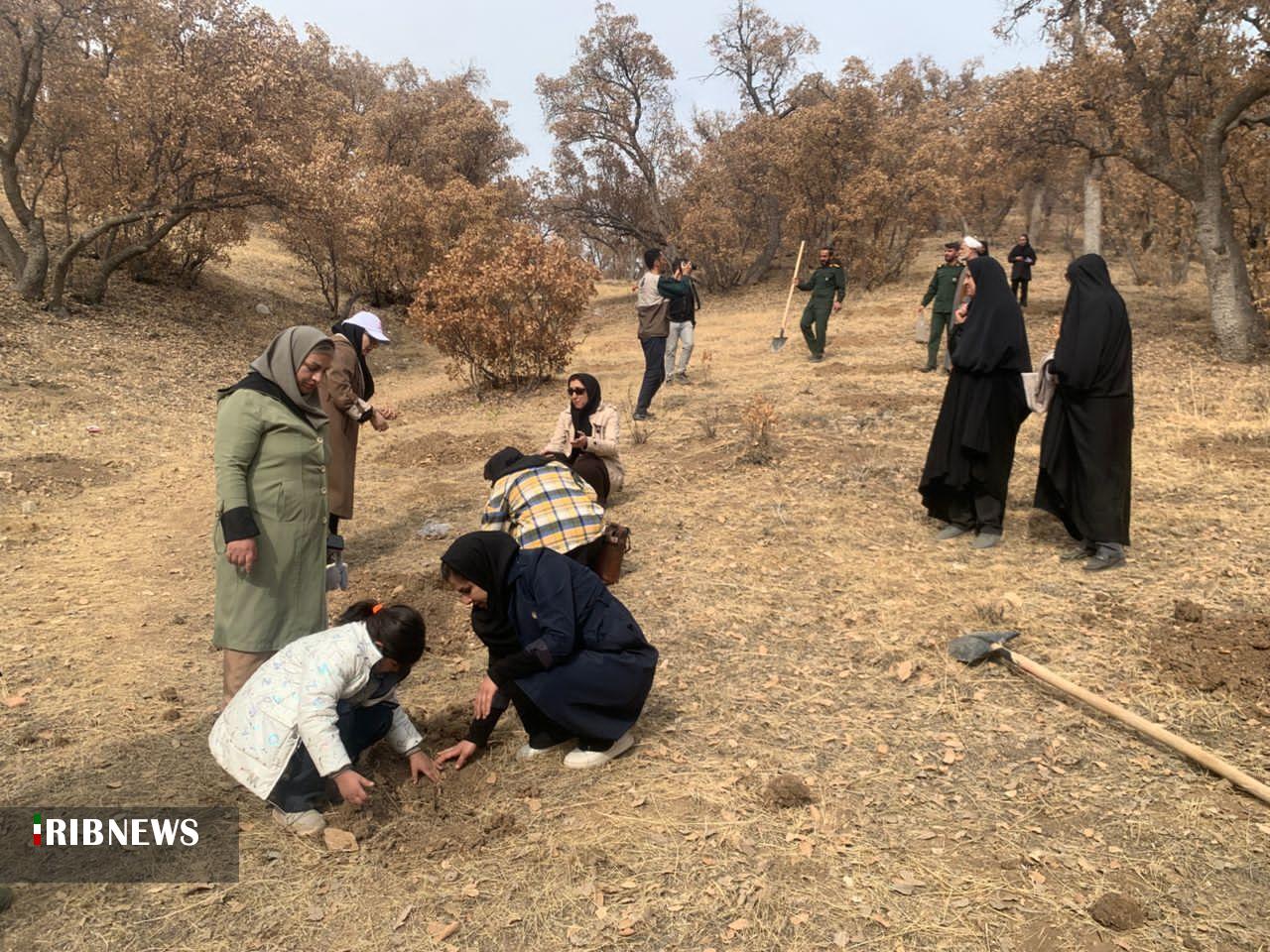 پویش نهالکاری ایران بانو در بویراحمد