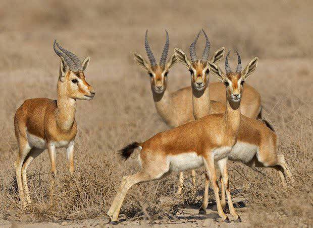 کشف لاشه سه رأس آهو در پناهگاه حیات وحش شیراحمد سبزوار