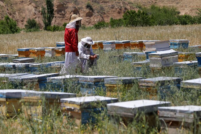 ۱۲۷ هزار تن تولید عسل در سال جاری ۱۲۷ هزار تن تولید عسل در سال جاری