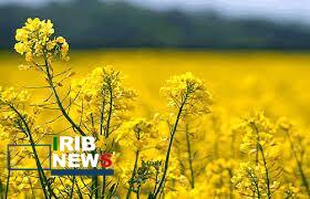 کشت ۴۲۲ هکتار دانه روغنی کلزا در خراسان شمالی کشت ۴۲۲ هکتار دانه روغنی کلزا در خراسان شمالی