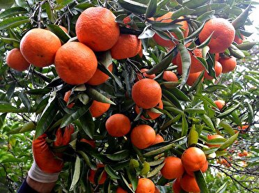 برداشت ۳۵ درصد از محصول مرکبات گیلان