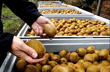 ارزآوری بیش از ۷۰ میلیون دلاری با صادرات کیوی گیلان