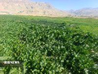 برداشت محصول سبزی خورشتی از مزارع سبزی کاری چرام