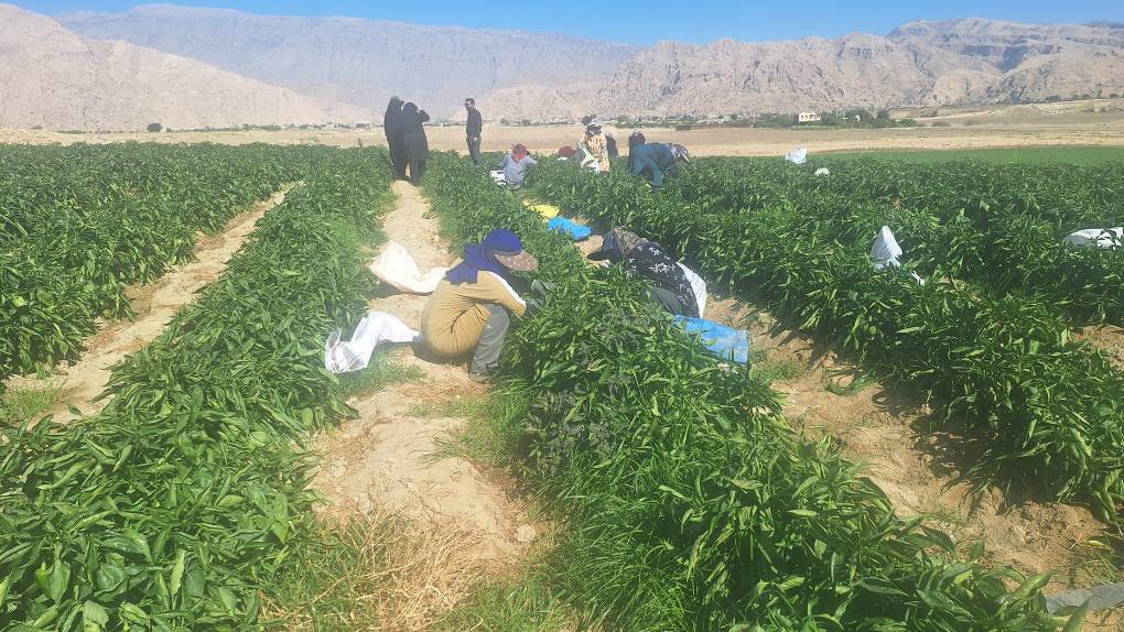 برداشت انواع صیفی و سبزیجات در گچساران