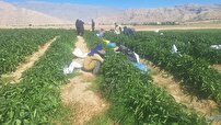 برداشت انواع سبزیجات از زمین‌های کشاورزی گچساران
