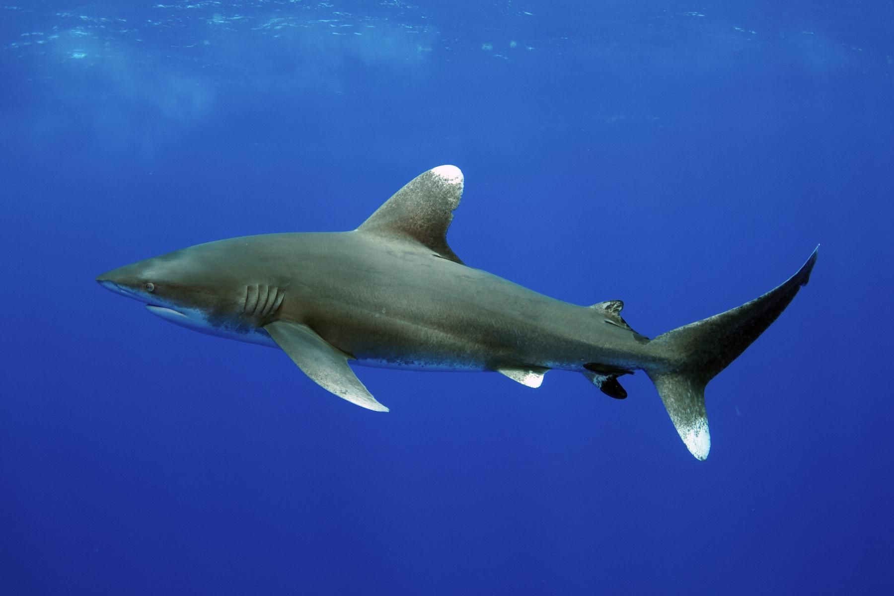 ممنوعیت تجارت گونههای آبزی در معرض خطر خلیج فارس ممنوعیت تجارت گونههای آبزی در معرض خطر خلیج فارس