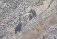 مشاهده خرس در منطقه حفاظت شده البرز مرکزی