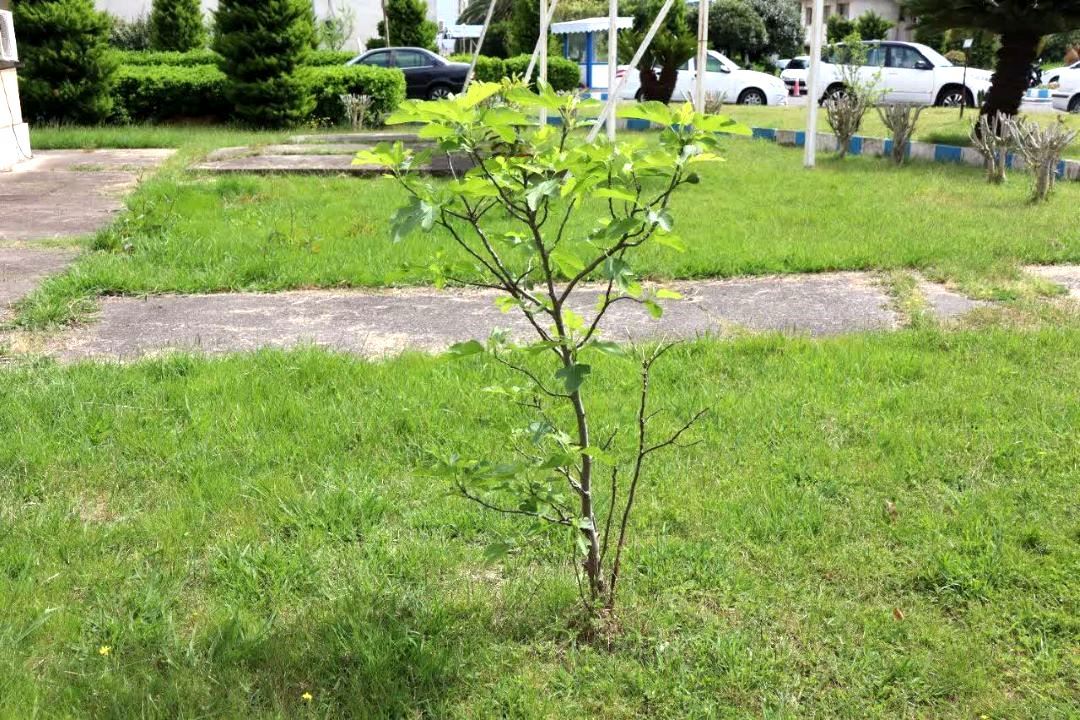 کاشت نهال به مناسبت گرامیداشت شهدای دانش آموز میناب