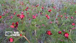 حال خوش طبیعت قائنات