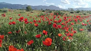 رخ نمایی شقایق‌ها در زیرکوه