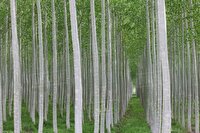 توزیع ۷ هزار اصله نهال صنوبر در راستای طرح زراعت چوب در سردشت