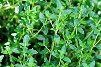 گنجینه ۱۲ هزار نمونه گیاهی و مرجع علمی ملی در آذربایجان غربی