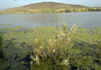 بارش‌های مناسب تالاب‌های مهاباد را به طور کامل احیا کرد