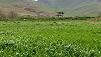 سرسبزی مزارع گندم و رونق زندگی در روستای دوستعلی مهاباد