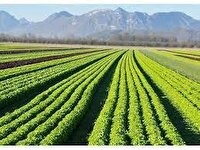 پیش بینی تولید حدود ۸۰ هزار تن گندم در مهاباد