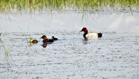 تالاب گل‌سلیمان‌آباد باروق در آذربایجان غربی پس از چهار سال خشکی احیا شد