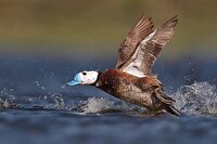 اردک‌های نادر سرسفید به تالاب کانی‌برازان بازگشتند