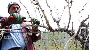 آغاز هرس تاکستان‌های مهاباد