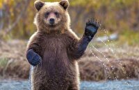 ۳ قلاده خرس در خطر انقراض در ارتفاعات مارمیشوی ارومیه مشاهده شد