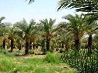 اجرای طرح جوان‌سازی نخیلات خوزستان در سطح ۱۵۰۰ هکتار