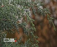 تداوم بارش‌ها در کردستان تا اواخر هفته جاری