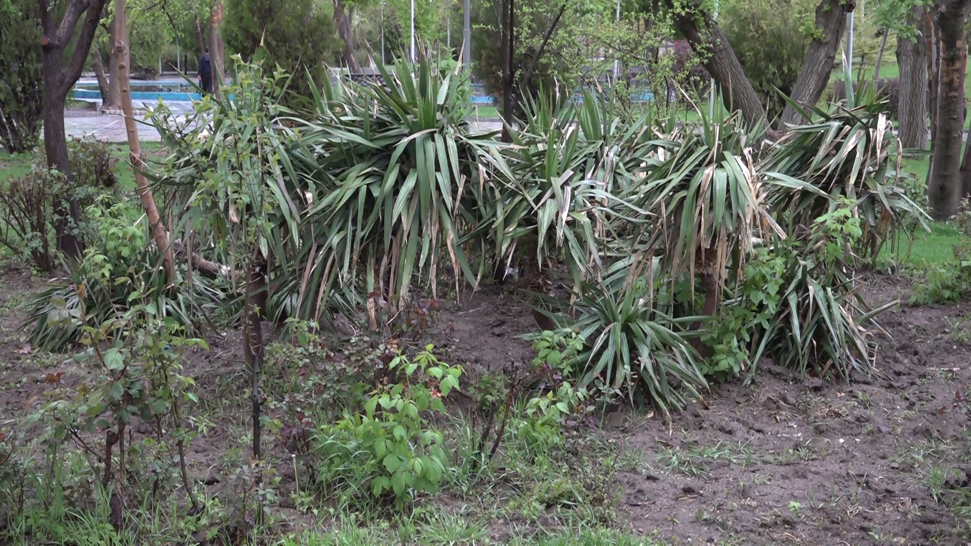 طبیعت بهاری همدان