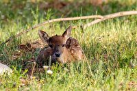 پارک ملی دریاچه ارومیه میزبان اولین تولد گوزن زرد ایرانی در سال ۱۴۰۵