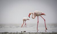 ورود ۱۰۰ قطعه فلامینگو به تالاب بین‌المللی کانی‌برازان مهاباد