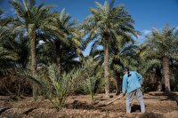 تاکید بر مشارکت نخلداران در طرح بیمه تنه نخیلات برای بهره مندی از خسارات احتمالی