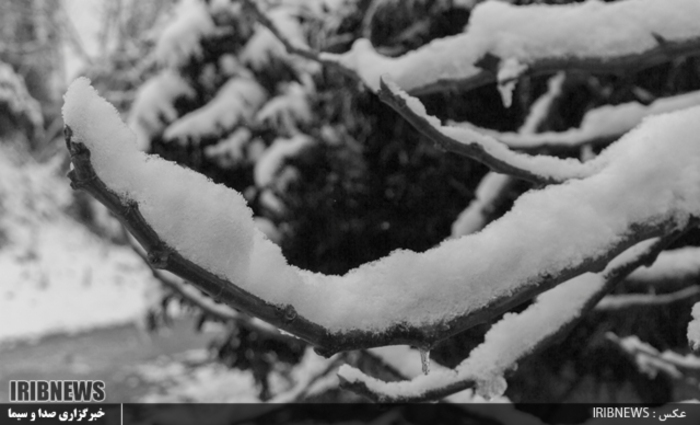 عکس:جواد مظفری سوادکوهی